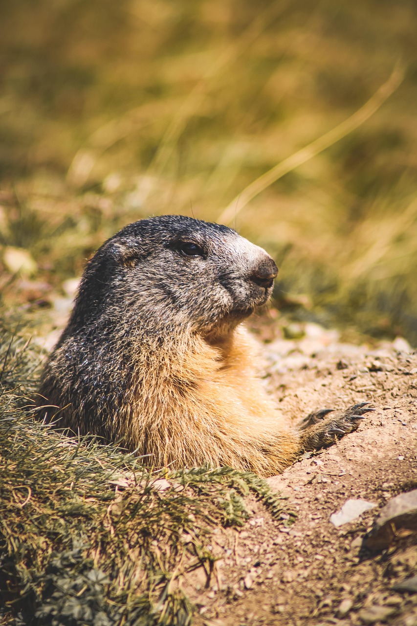 marmot-7396291_1280 gîte en bois montagne confort moderne